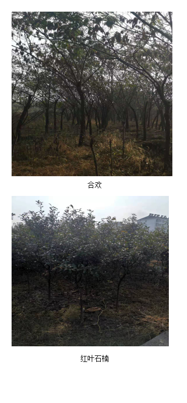 苗木銷(xiāo)售公告