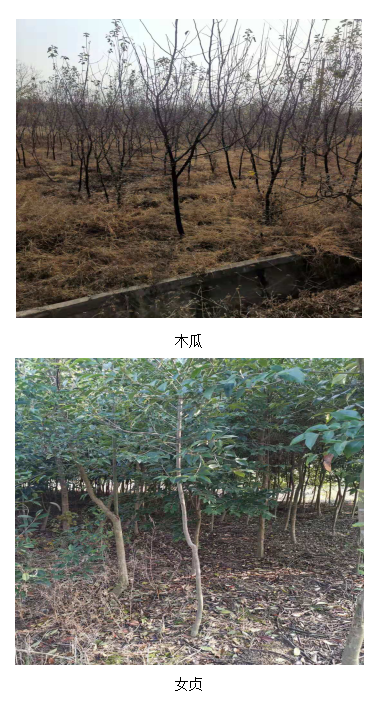 苗木銷(xiāo)售公告